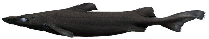 Centroselachus crepidater_02.jpg